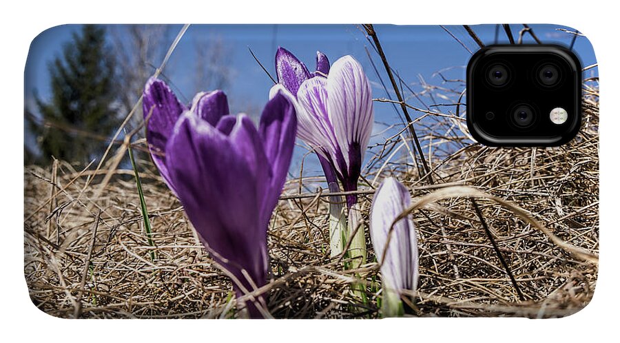 Spring iPhone 11 Case featuring the photograph Spring on bule by Nick Mares