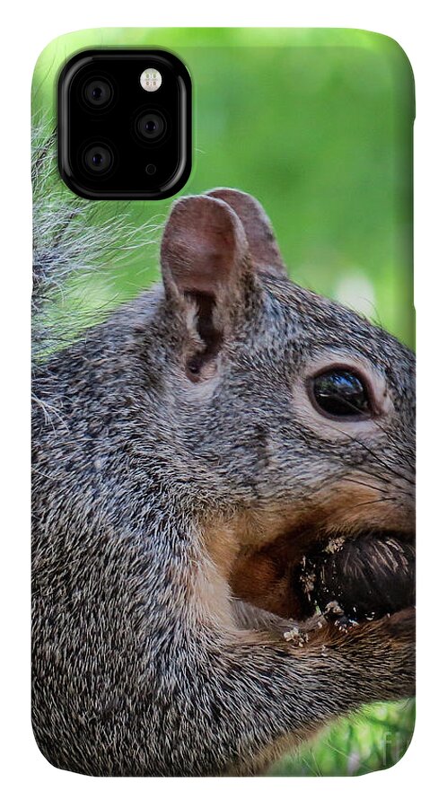 Outdoors iPhone 11 Case featuring the photograph Squirrel 1 by Christy Garavetto