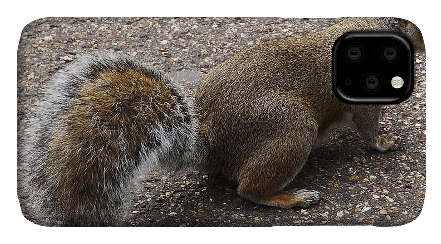 Squirrel iPhone 11 Case featuring the photograph Squirrel side by Agusti Pardo Rossello