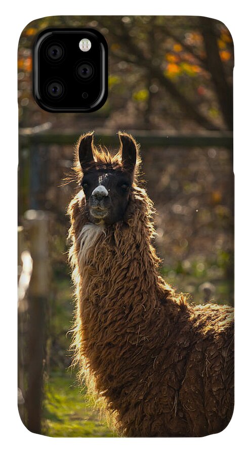Acres iPhone 11 Case featuring the photograph Staring Llama by Travis Rogers