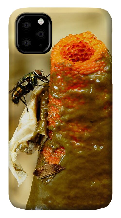 Mutinus Elegans iPhone 11 Case featuring the photograph Tip Of Stinkhorn Mushroom With Fly by Daniel Reed