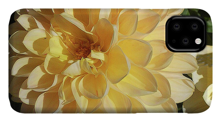 Flower iPhone 11 Case featuring the photograph Sunburst by Joyce Creswell