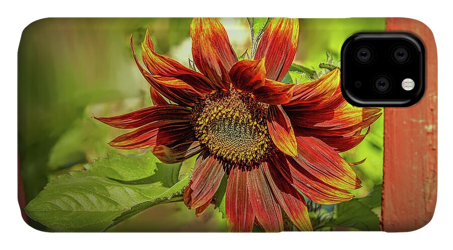 Sunflower iPhone 11 Case featuring the photograph Sunflower #g5 by Leif Sohlman