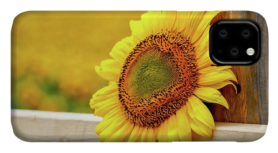 Sunflower iPhone 11 Case featuring the photograph Sunflower on the Fence by Eleanor Abramson