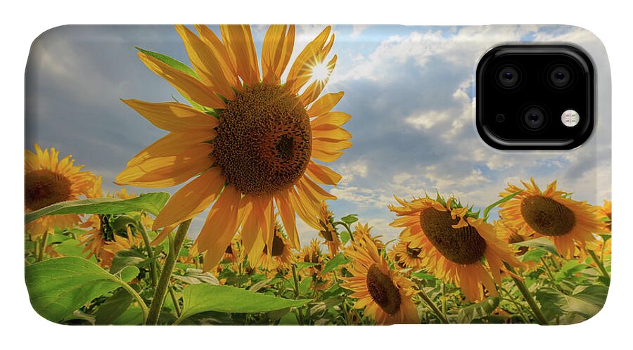 Sunflower iPhone 11 Case featuring the photograph Sunflower Star by Rob Davies
