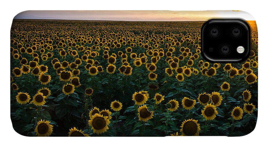 Sunflowers iPhone 11 Case featuring the photograph Sunflowers at Sunset by Stephen Holst