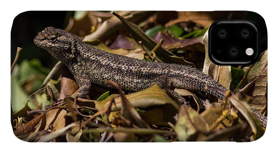 Sceloporus-occedentalis iPhone 11 Case featuring the photograph Swift in the leaves by Shawn Jeffries