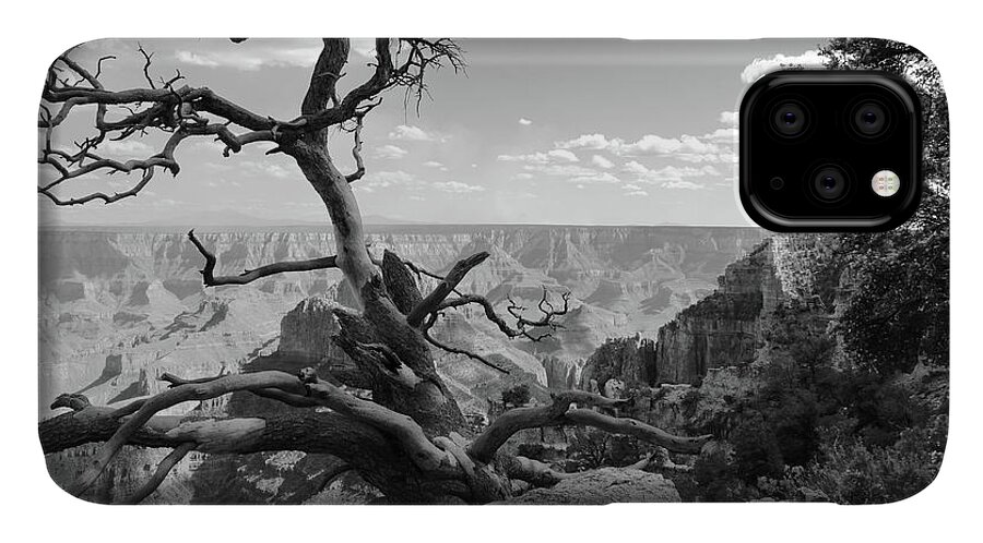 Dead Tree iPhone 11 Case featuring the photograph The Canyon's Edge BW by David Diaz