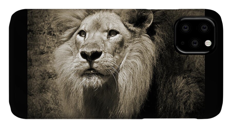 Lion iPhone 11 Case featuring the photograph The King II by Steven Sparks