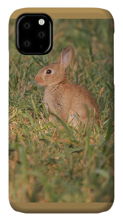 Nature iPhone 11 Case featuring the photograph The Morning Kit by Wendy Cooper