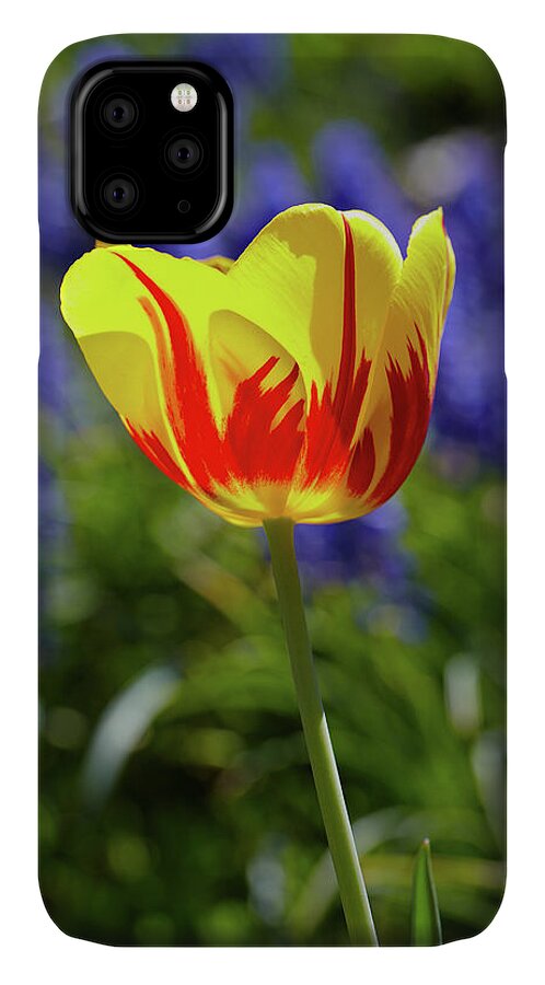 Tulip iPhone 11 Case featuring the photograph Tulip Flame by Garden Gate magazine