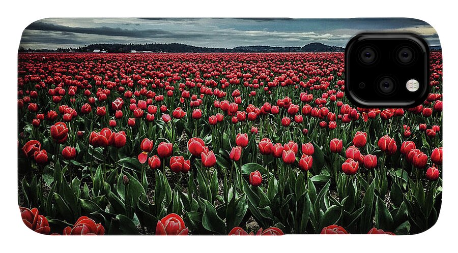 Tulips iPhone 11 Case featuring the photograph Tulips Forever by Steph Gabler