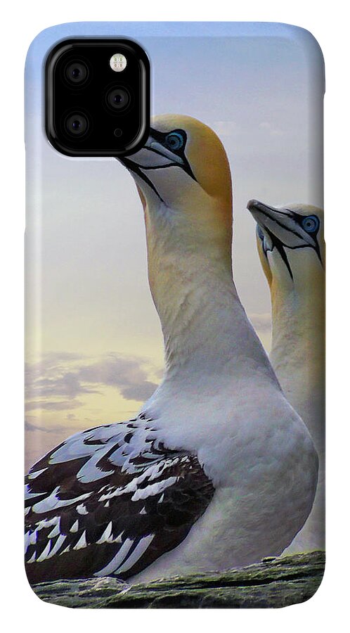 Gannets iPhone 11 Case featuring the photograph Two Gannets by Lynn Bolt