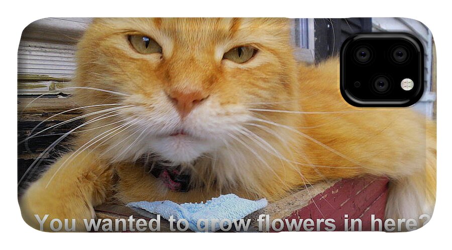 Cat iPhone 11 Case featuring the photograph Utter Defiance by Viviana Nadowski