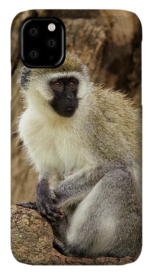 Monkey iPhone 11 Case featuring the photograph Vervet Monkey in Kenya by Steven Upton