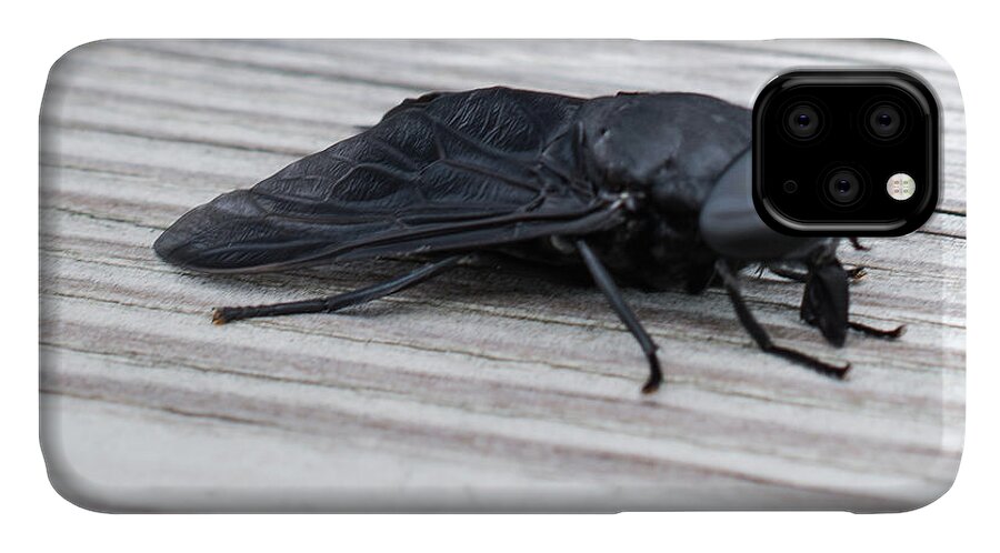 Horsefly iPhone 11 Case featuring the photograph Vincent Price or Jeff Goldblum? by Peter Ponzio