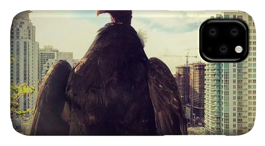 Building iPhone 11 Case featuring the photograph Vulture Perched On A High Rise Building by Juan Silva