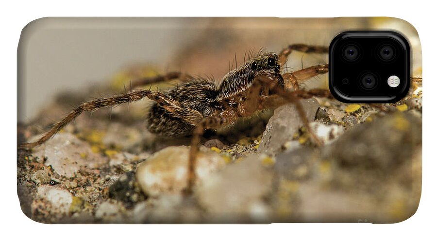Spider iPhone 11 Case featuring the photograph Wee Little Jumper by Shawn Jeffries