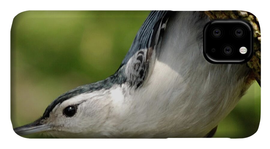 Nuthatch iPhone 11 Case featuring the photograph White-breasted Nuthatch by Randy Bodkins