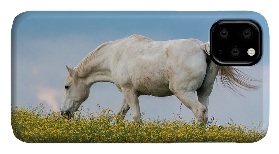 Horse iPhone 11 Case featuring the photograph White Horse of Cataloochee Ranch 2 - May 30 2017 by D K Wall