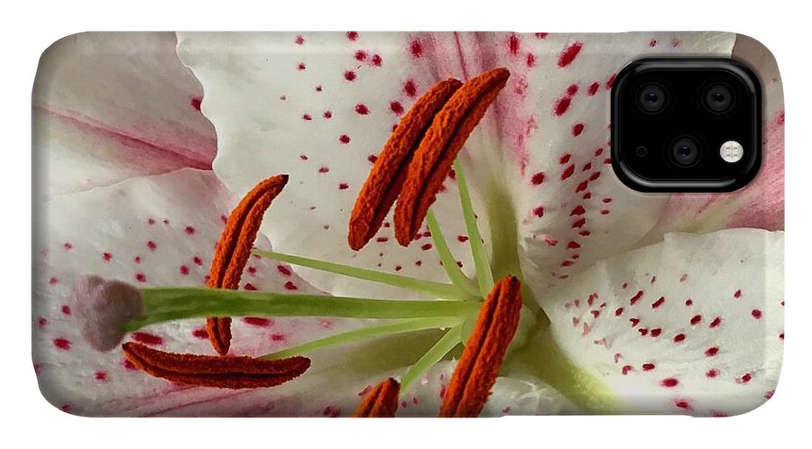 White iPhone 11 Case featuring the photograph White Lily by Steph Gabler