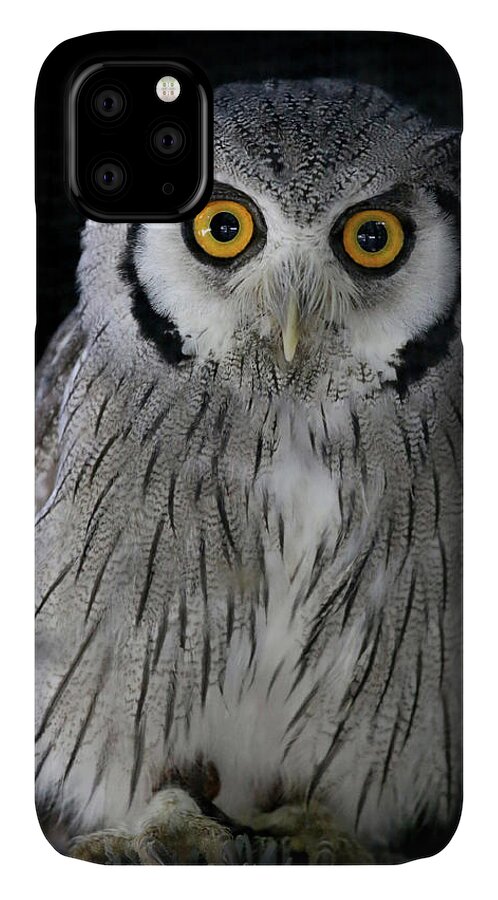 Owl iPhone 11 Case featuring the photograph Who 'Dat? by Steve Parr