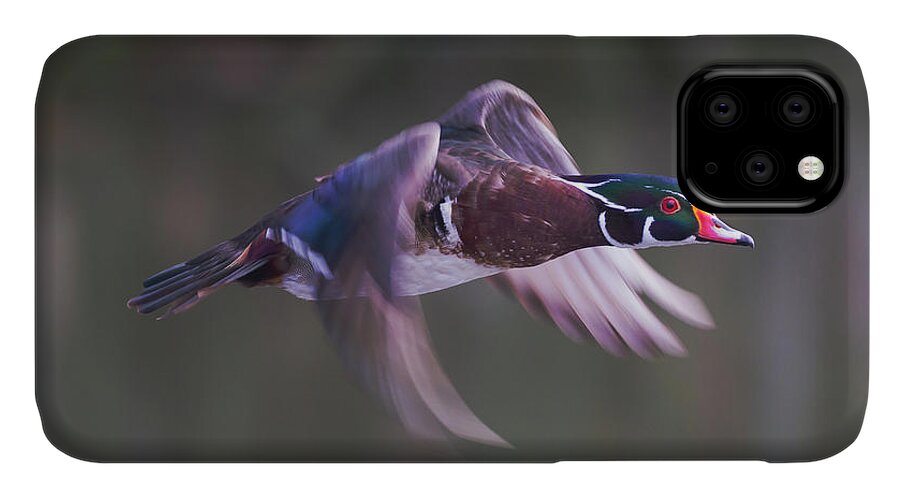 Wood Duck iPhone 11 Case featuring the photograph Wood Duck Flight by Mark Miller