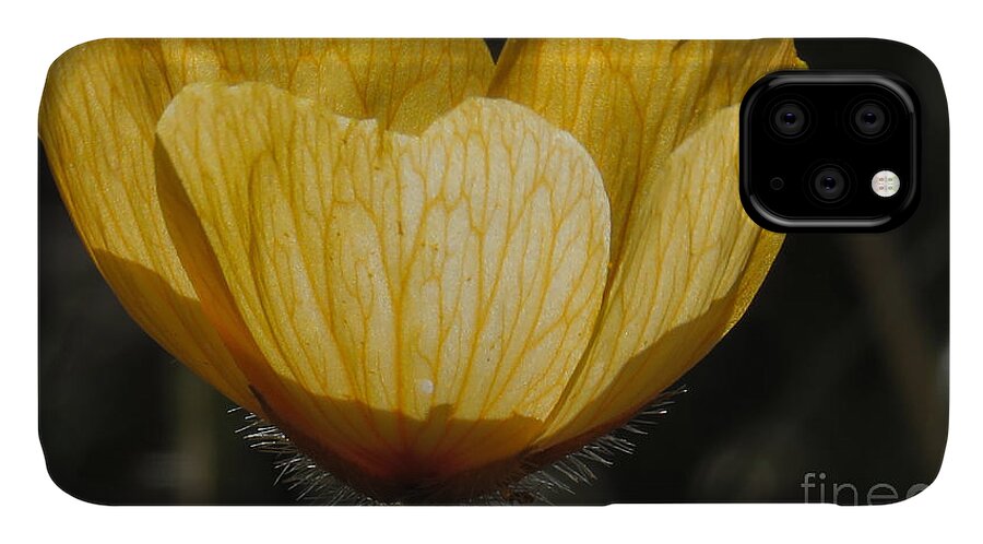 Nature iPhone 11 Case featuring the photograph Yellow Flower 4 by Christy Garavetto