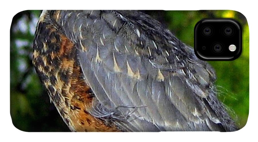 Young American Robin iPhone 11 Case featuring the photograph Young American Robin by Will Borden