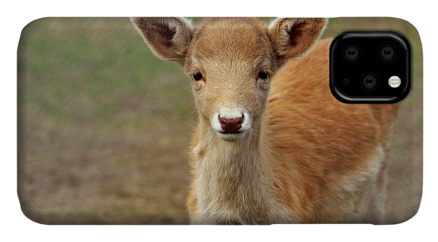 Animal iPhone 11 Case featuring the photograph Young And Sweet by Cynthia Guinn