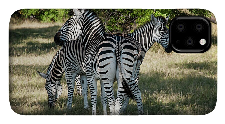 Africa iPhone 11 Case featuring the photograph Three Zebras by Adele Aron Greenspun