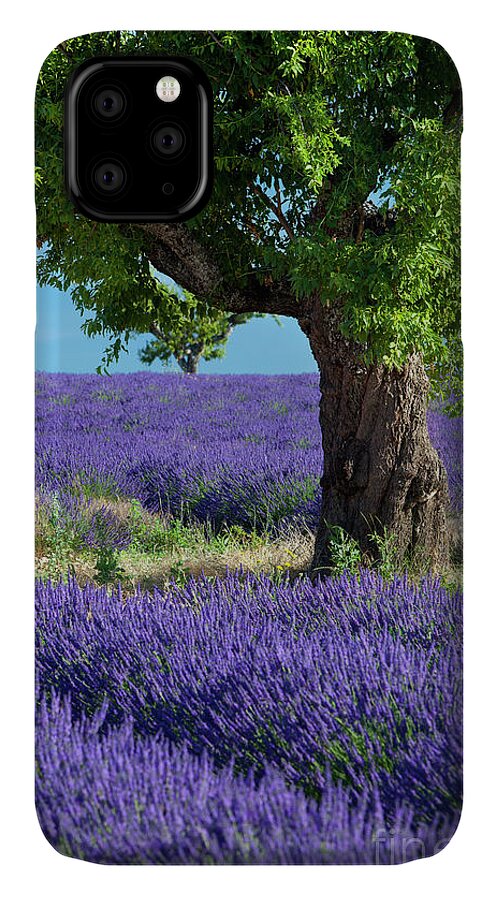 Lavender iPhone 11 Case featuring the photograph Lone Tree in Lavender by Brian Jannsen