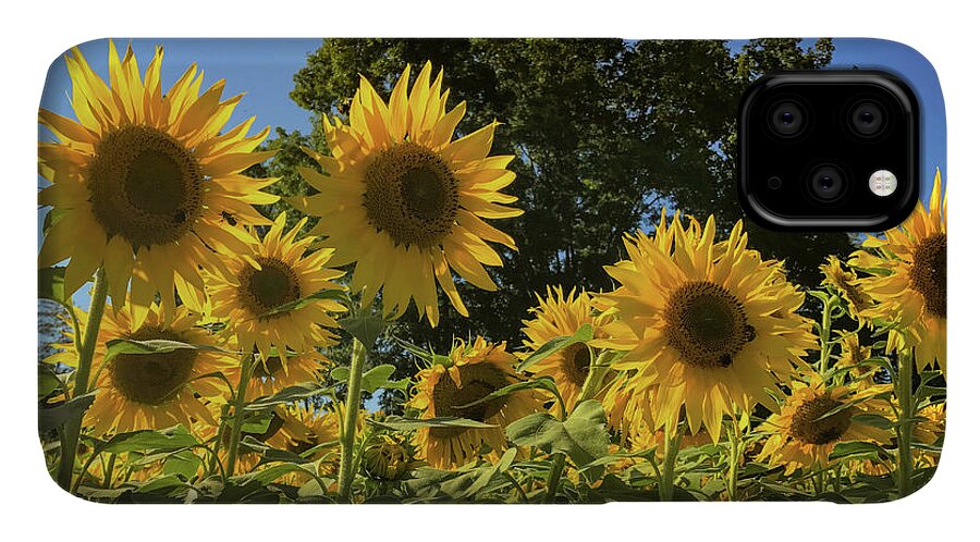Sunflowers iPhone 11 Case featuring the photograph Sunlit Sunflowers #1 by Lora J Wilson