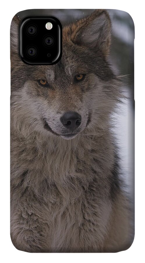 Animal iPhone 11 Case featuring the photograph Wolf #10 by Brian Cross
