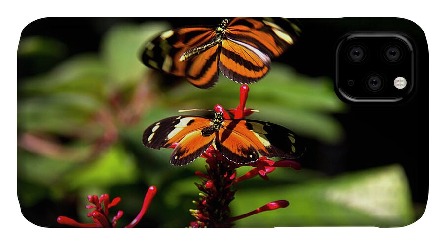 Butterfly iPhone 11 Case featuring the photograph Butterfly #3 by Richard Krebs
