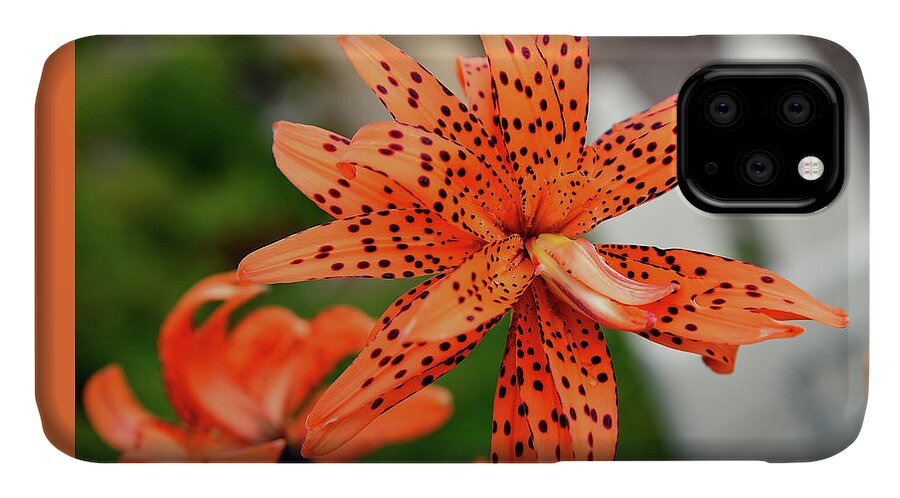 Flower iPhone 11 Case featuring the photograph Asian Tiger Lily by Kae Cheatham