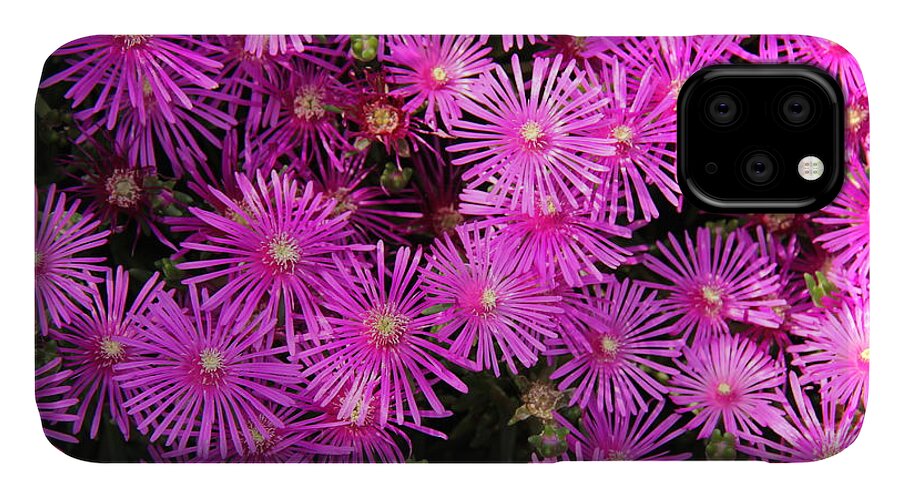 Atlanta Botanical Garden iPhone 11 Case featuring the photograph Atlanta Botanical Garden - Ice Plants by Richard Krebs