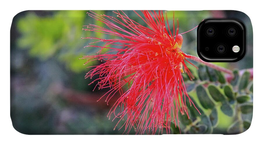 Arizona iPhone 11 Case featuring the photograph Baja Fairy Duster by Dawn Richards