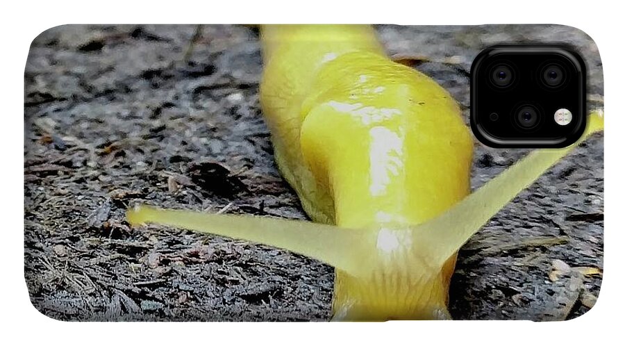 Yellow iPhone 11 Case featuring the photograph Banana Slug by Misty Morehead