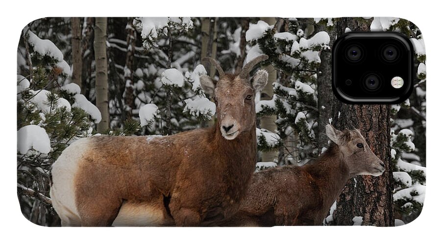 Wildlife iPhone 11 Case featuring the photograph Bighorn Sheep in Deep Snow by Steven Krull