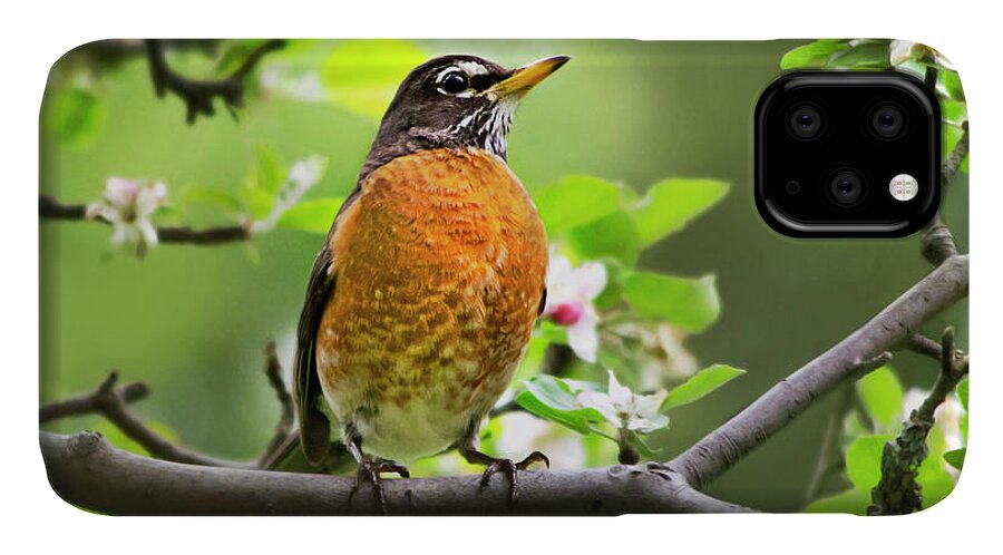 American Robin iPhone 11 Case featuring the photograph Birds - American Robin - Nature's Alarm Clock by Christina Rollo