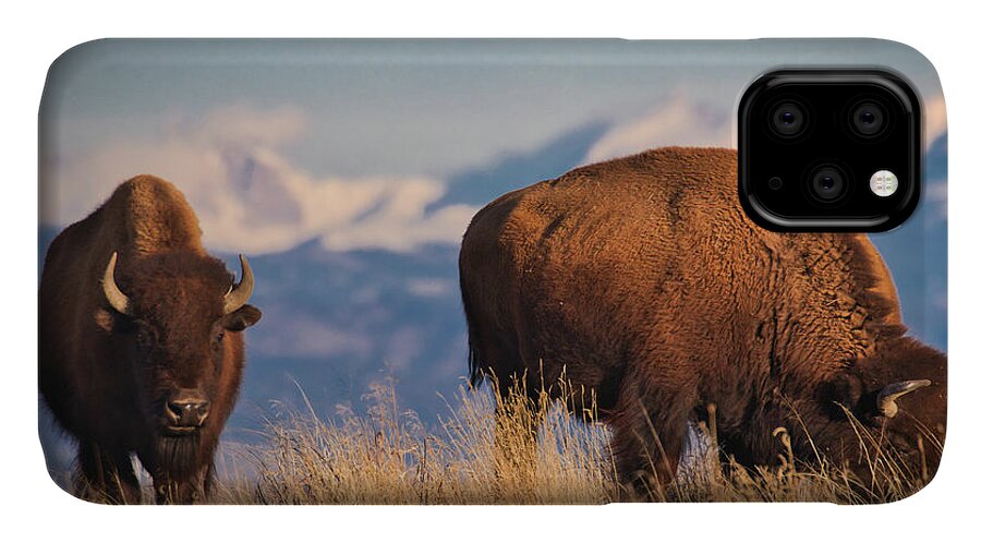 Buffalo iPhone 11 Case featuring the photograph Buffalo Grazing at Dawn by Kevin Schwalbe