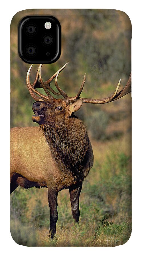 North America iPhone 11 Case featuring the photograph Bull Elk in Rut Bugling Yellowstone Wyoming Wildlife by Dave Welling