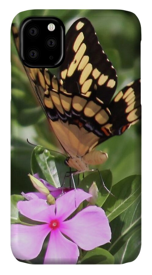 Butterfly Drinking Nectar iPhone 11 Case featuring the photograph Butterfly Drinking Nectar by Philip And Robbie Bracco