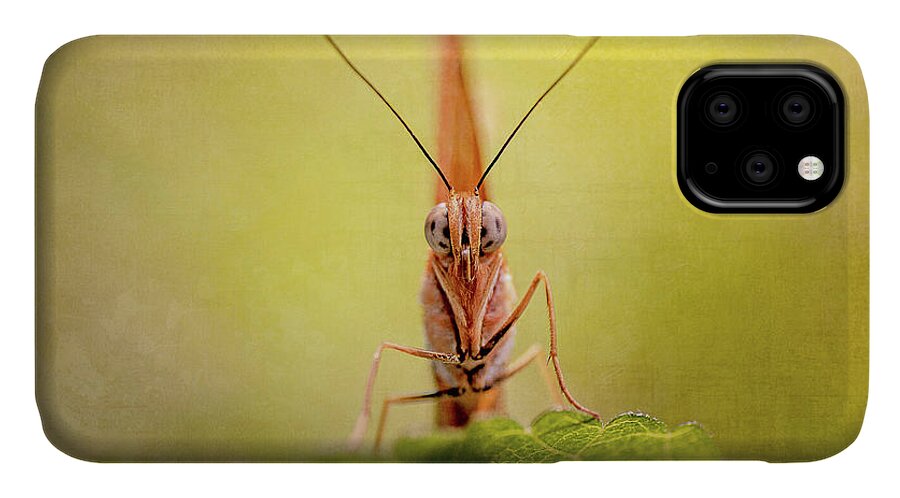 Butterfly iPhone 11 Case featuring the photograph Butterfly Moth by John Randazzo
