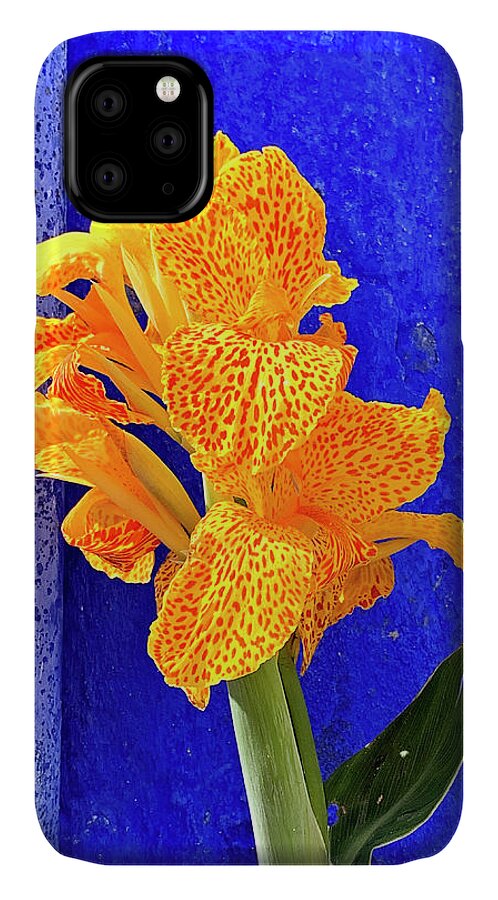 Canna Lily iPhone 11 Case featuring the photograph Canna Azure by Jill Love
