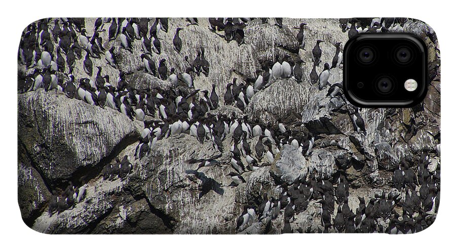 Coast iPhone 11 Case featuring the photograph Common Murre and pelagic cormorants by Steve Estvanik