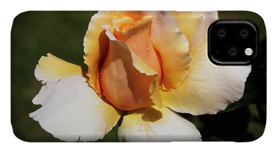 Rose iPhone 11 Case featuring the photograph Fragrant Rose by Fran Woods