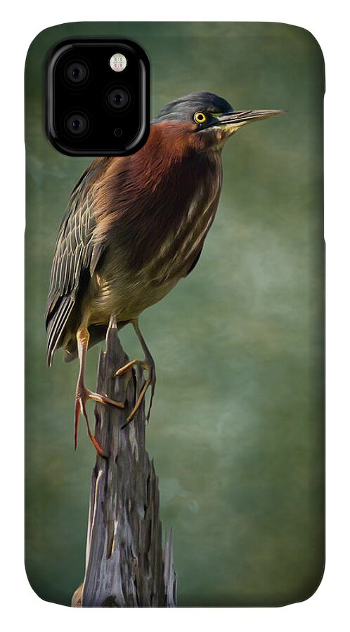 Brevard County iPhone 11 Case featuring the photograph Green Heron Artistic Portrait by Dawn Currie