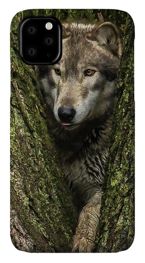 Wolf Wolves iPhone 11 Case featuring the photograph Hangin in the Tree by Laura Hedien